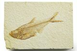Detailed Fossil Fish (Diplomystus) - Wyoming #363915-1